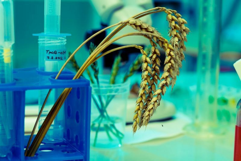 генетично модифицирана царевица в лаборатории