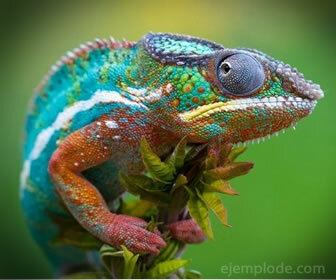 The chameleon can be camouflaged for hunting or protection.