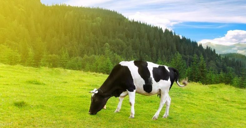 корова - жвачные животные