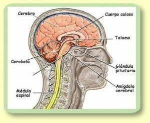 Definition av centrala nervsystemet