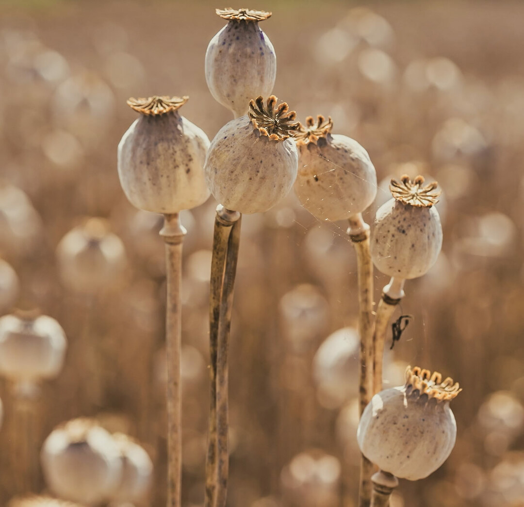 Oopiumisotien merkitys