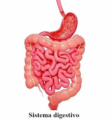 Exemplo de sistema digestivo