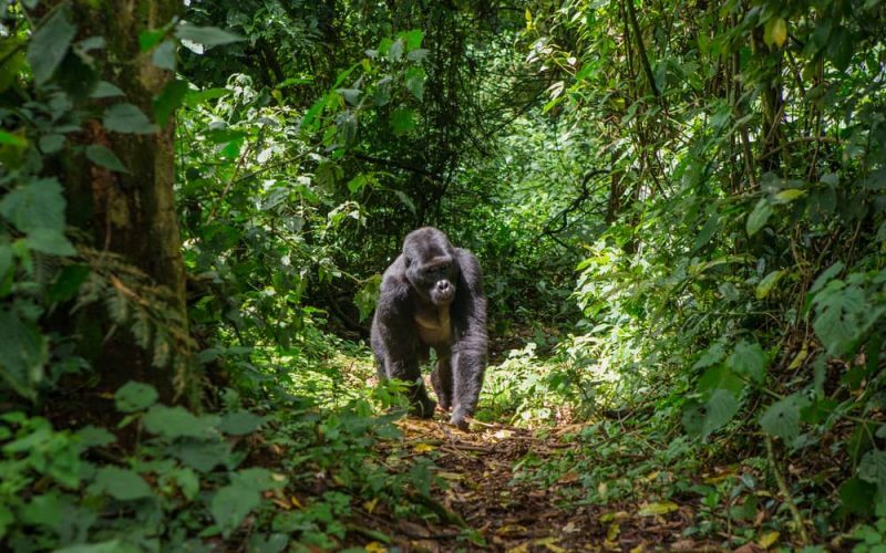 gorilla - maismaaloomad