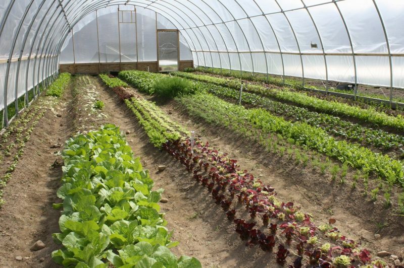 50 Exemplos de Horticultura (culturas hortícolas)