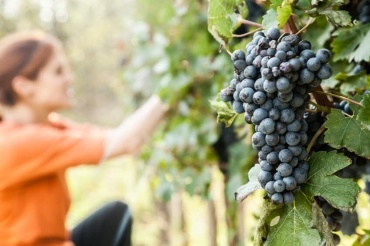 Важность винограда