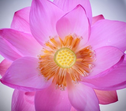 Lotus blomst