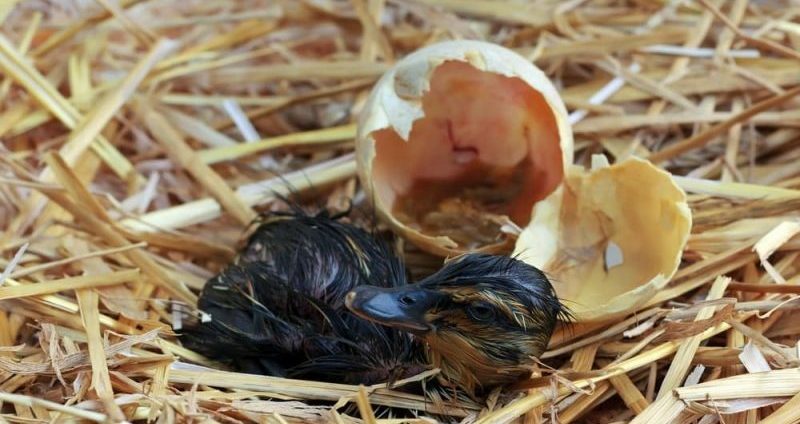 ovos de pato bebê