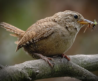 Păsările sunt insectivore, deși mănâncă semințe și unele rozătoare.