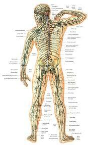 Periferni živčani sustav