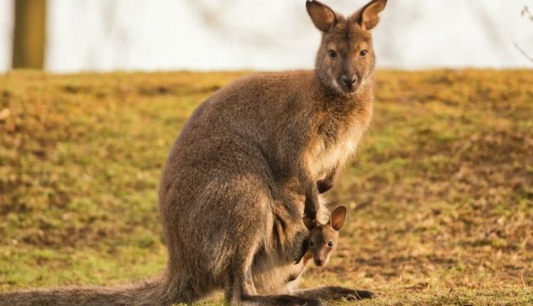 Canguru e seu bebê. Viviparous.
