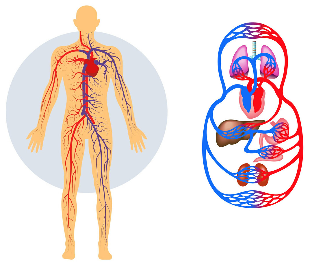 Определение на кръвоносната система