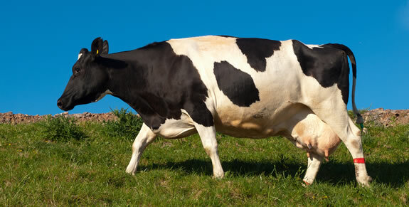 Charakteristika krávy