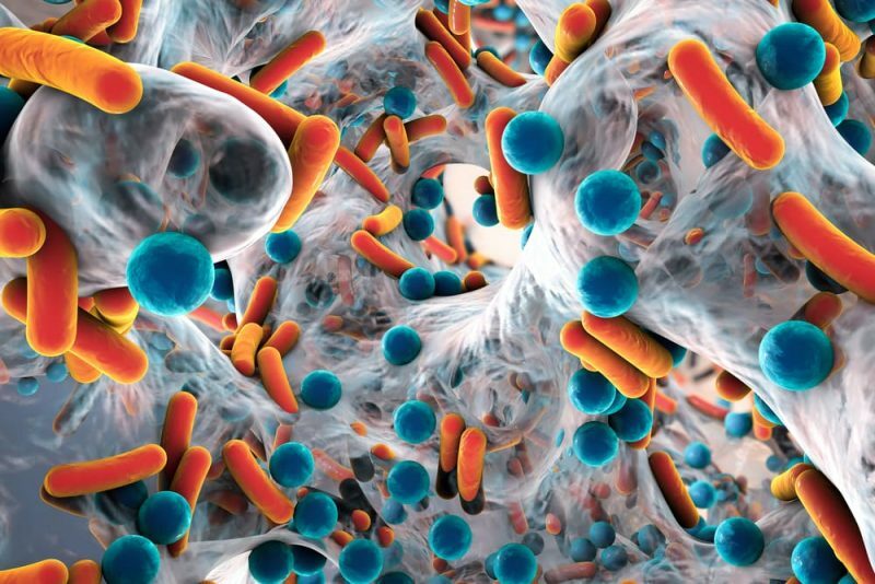 ilustracja bakterii