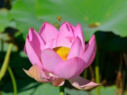Definícia lotosového kvetu