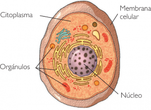 Definice eukaryotické buňky