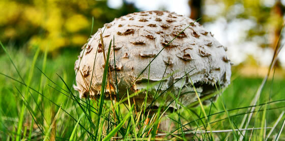 Characteristics of mushrooms