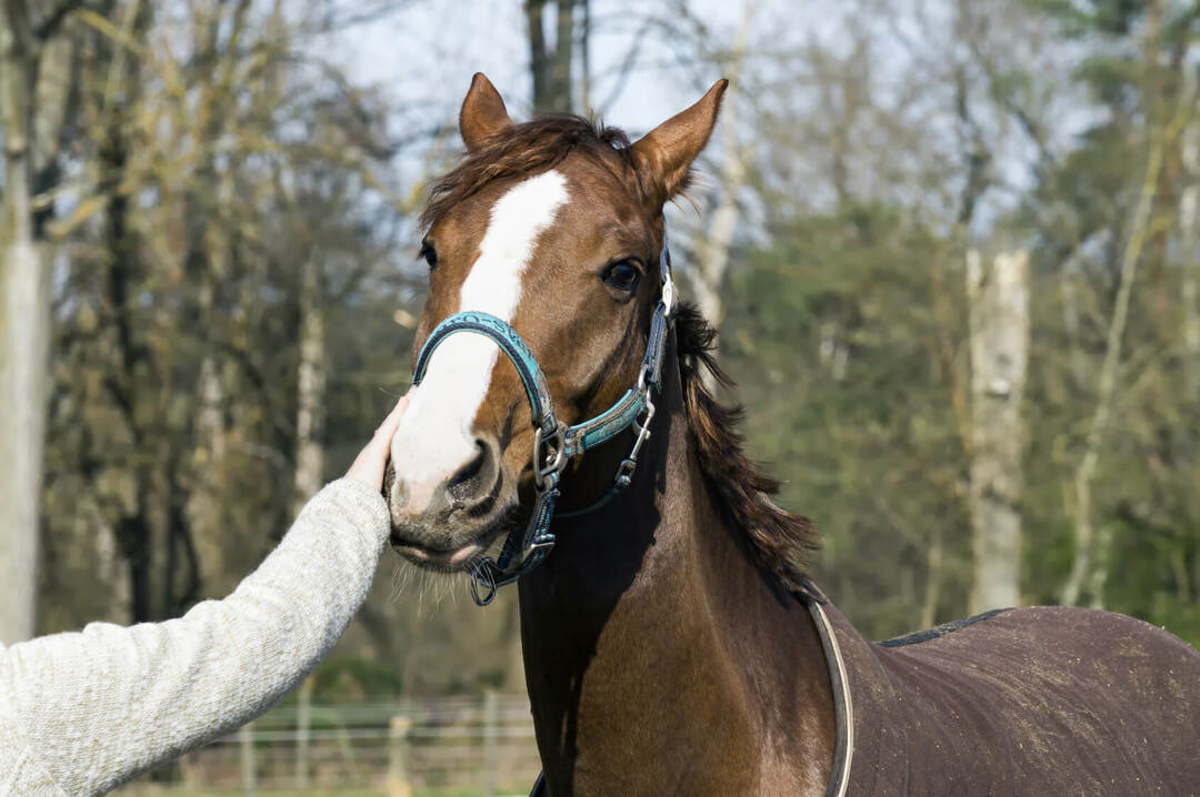 Viktigheten av hesteterapi