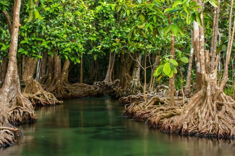 mangrovy - hybridní ekosystém