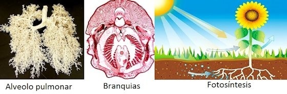 Respirační, plicní systém, žábry a fotosyntéza
