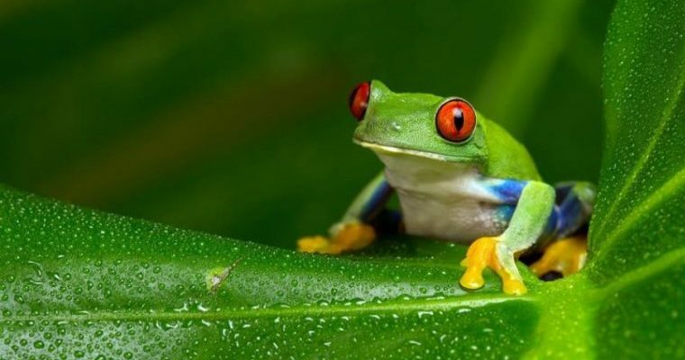 冷血動物と温血動物の100例