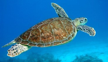 θαλάσσιες χελώνες