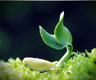 Plants are one of the main renewable resources that exist on the planet.