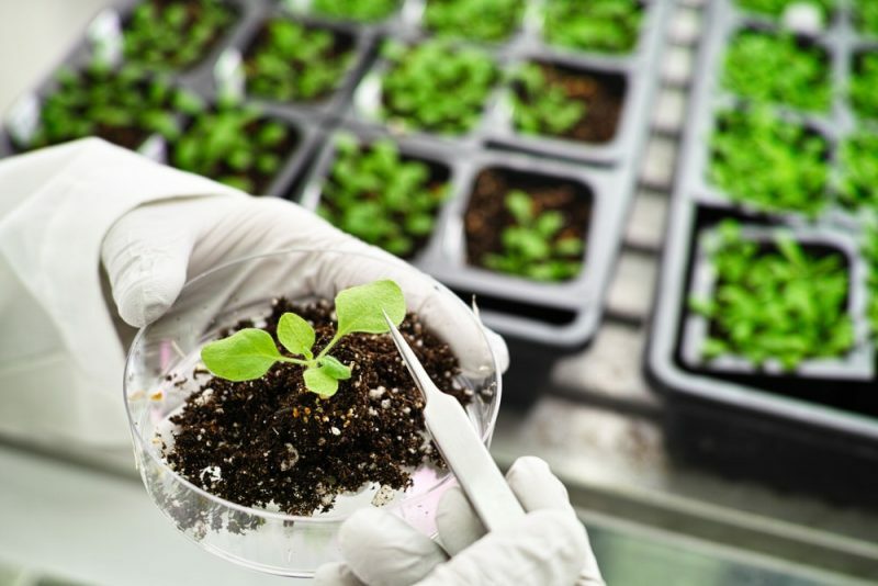 transzgénikus növények - laboratóriumi