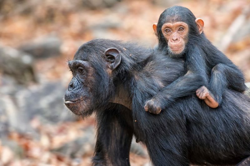 gyvūnų karalystė - šimpanzės