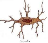 Οστεοκύτταρα