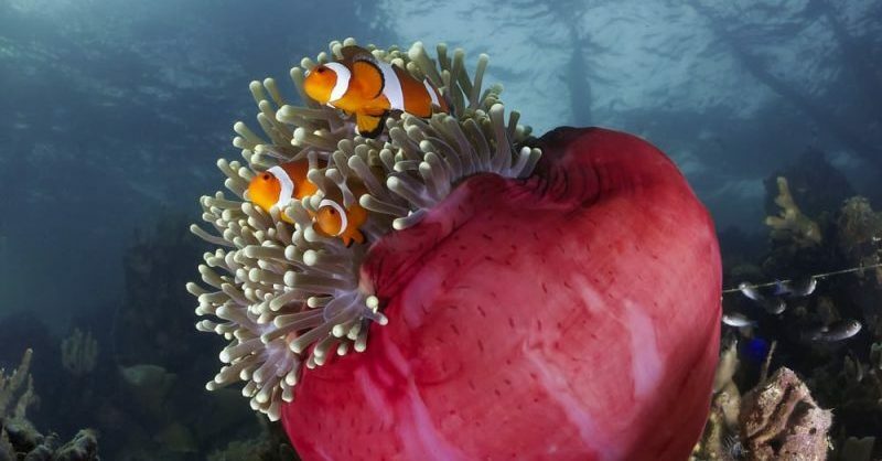 koraly - hermafroditi