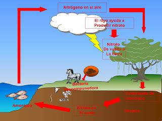Syklus av nitrogen