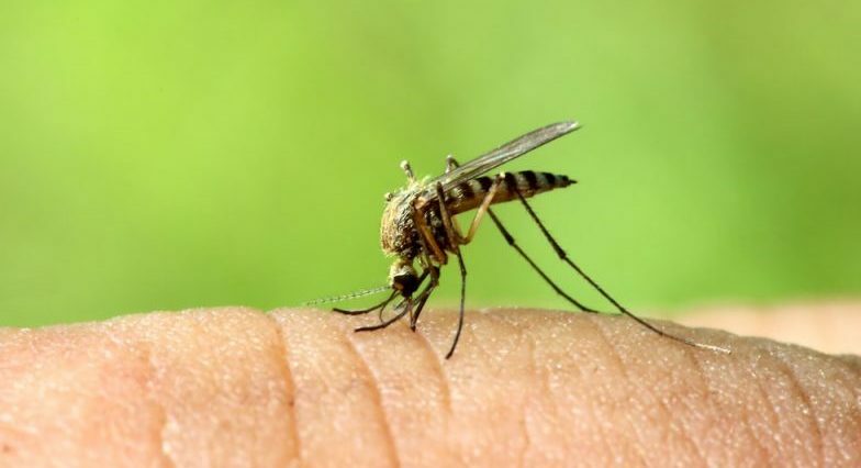 komary - szkodliwe zwierzęta