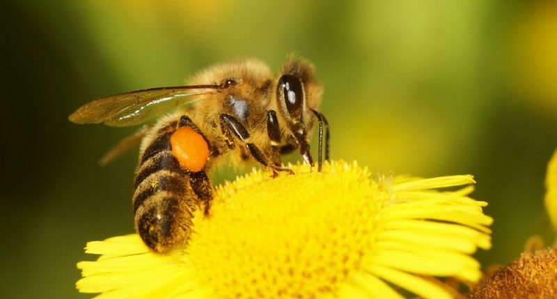 μέλισσες - αρθρόποδα