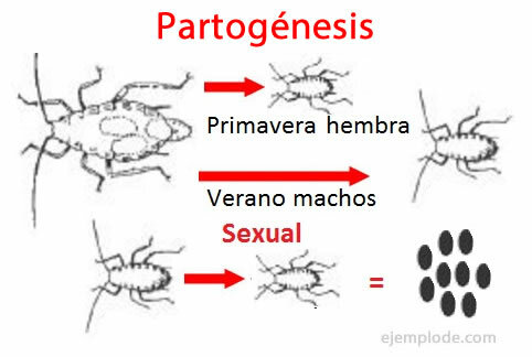 Partogenesis, asexual reproduction, example.