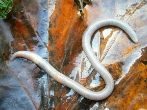 Importance of Earthworms