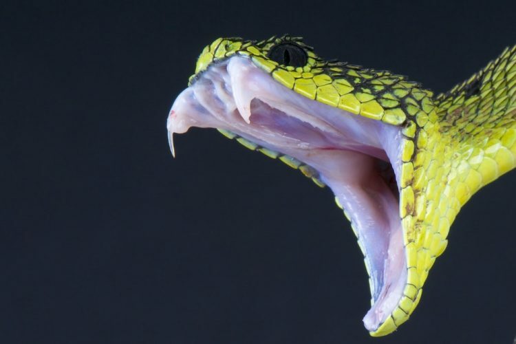 змея животные позвоночные