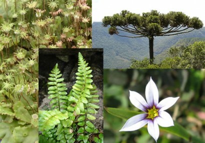 Opredelitev rastlinskega kraljestva