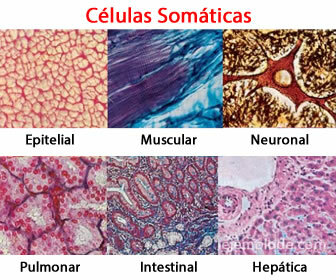 Células somáticas, epiteliais, musculares, neuronais, pulmonares, intestinais, hepáticas.