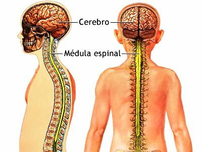 脊髄の定義