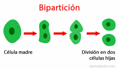 Reprodução assexuada por bipartição celular.