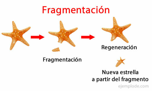 Asexual reproduction by fragmentation