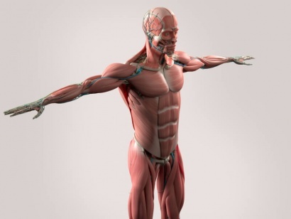human-body-organs
