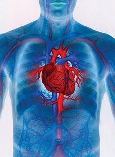 Importance of the Circulatory System