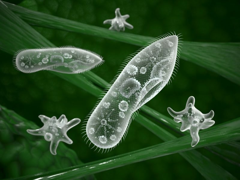 organismos microscópicos