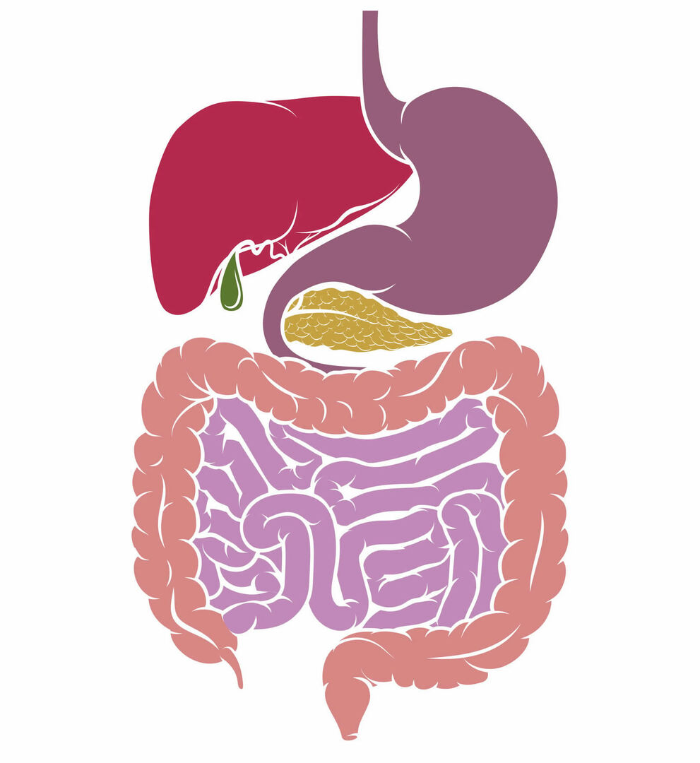 小腸と大腸