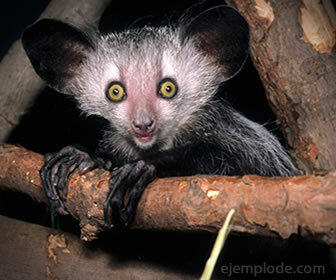 The aye aye monkey is an insectivorous primate.