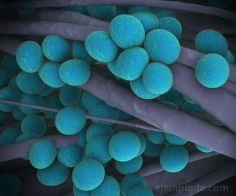 Bakterier Cocos