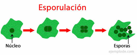 Asexual reproduction by sporulation