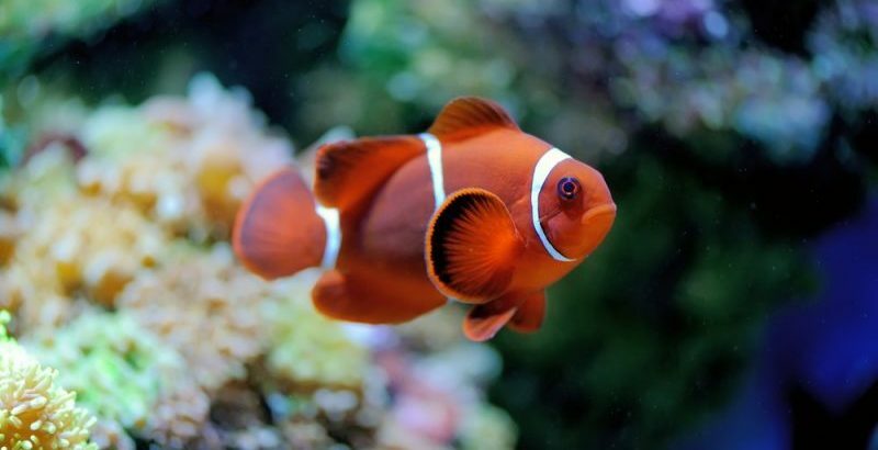 أسماك نيمو - الحيوانات المائية
