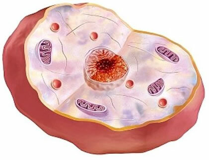 Características da célula